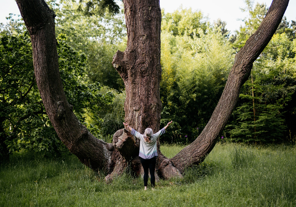 Lydie Poisson - arbre et transmission